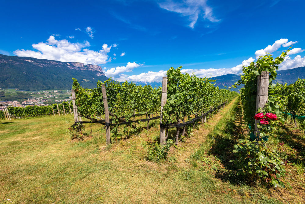 Rungghof - Eppan an der Weihnstraße - Südtirol - Hochzeitsfotograf - Onlywedding.de